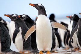 Gentoo penguins are four separate species