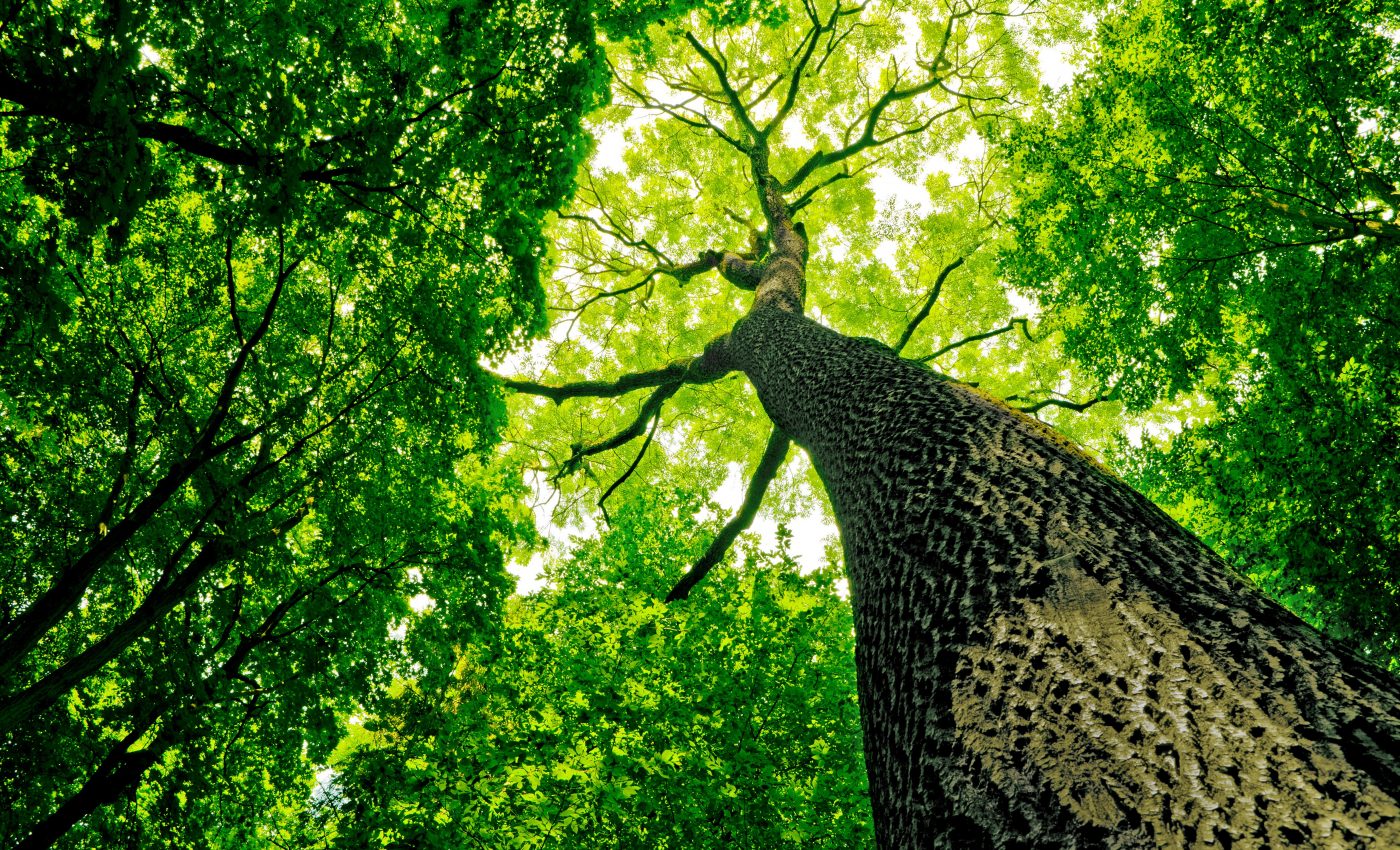 Study highlights the value of old, large trees