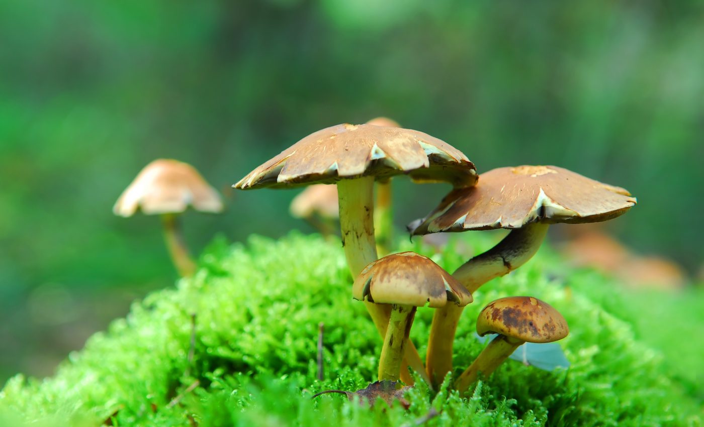 Psilocybin treatment relieves symptoms of major depression
