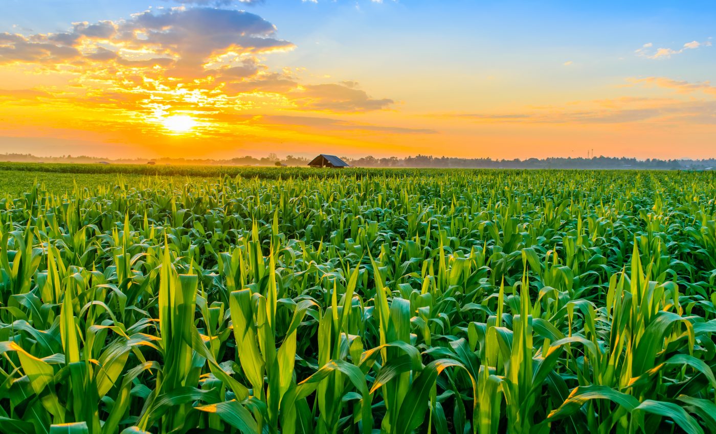 Increasing plant biodiversity reduces the need for pesticides