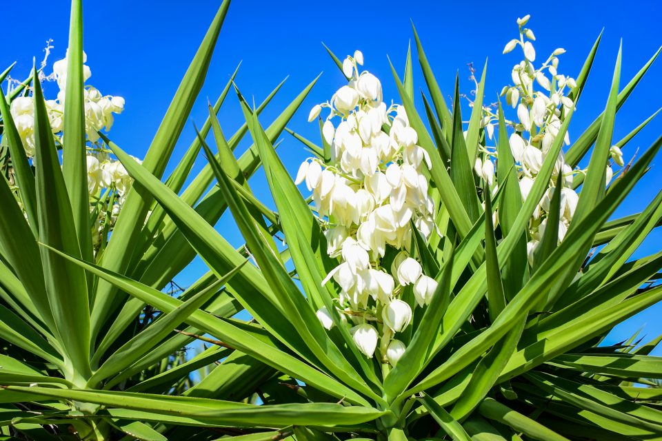 How to Get Your Yucca Plant to Flower
