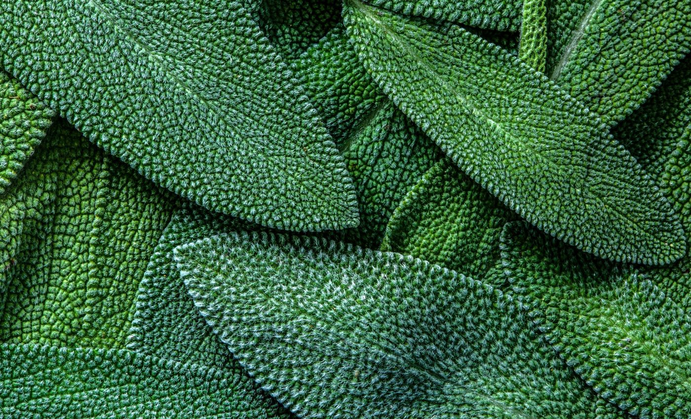 Plant compounds are key to solving the problem of antibiotic resistance