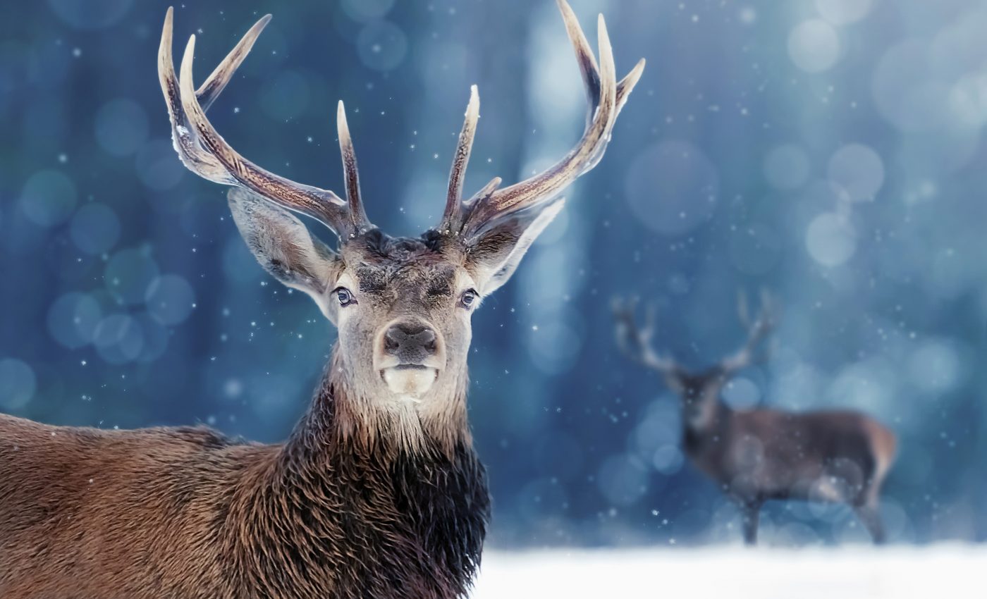 Vertebrate populations are not in a global state of decline