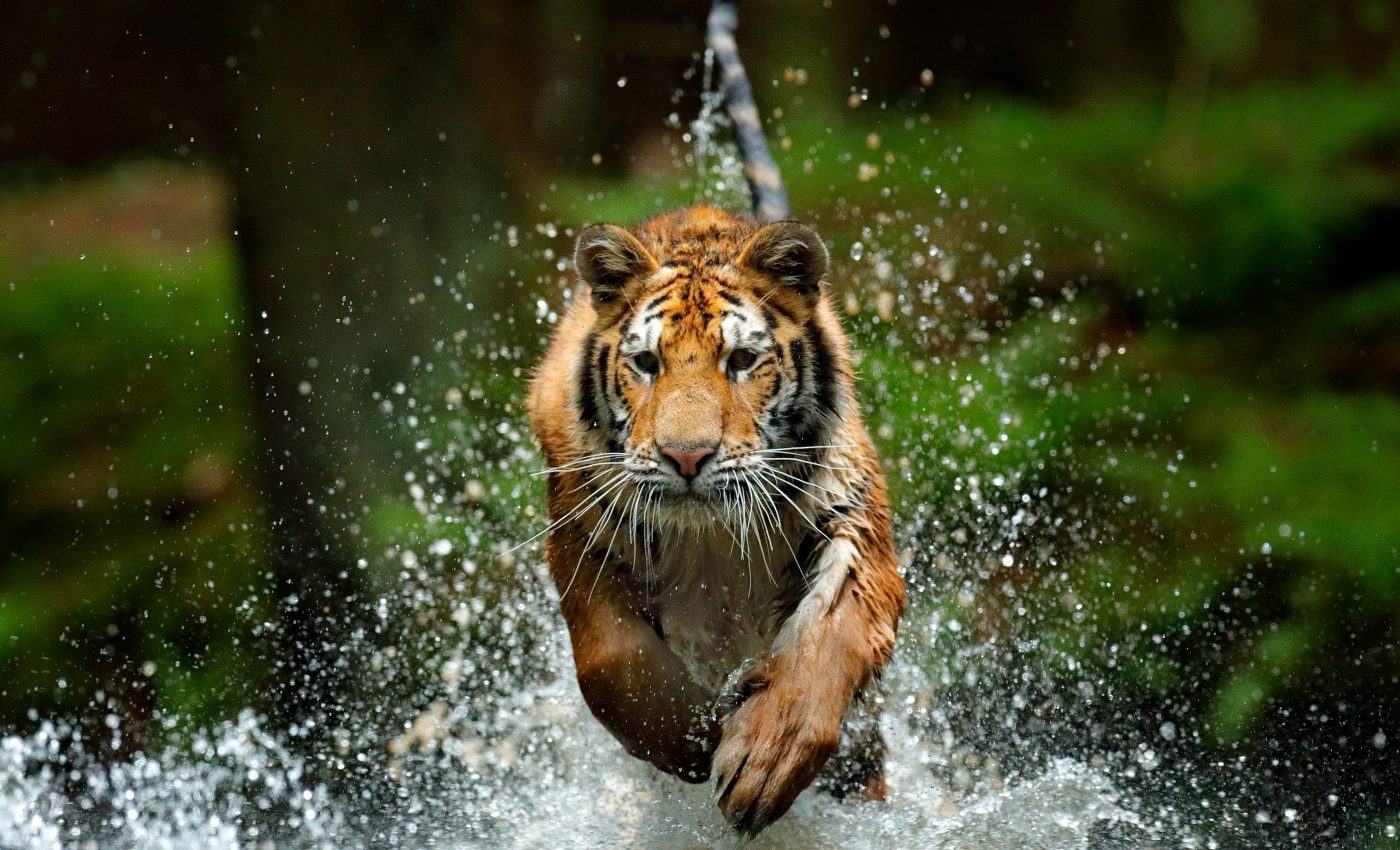 Polygynous male mammals may have more sexual aggression