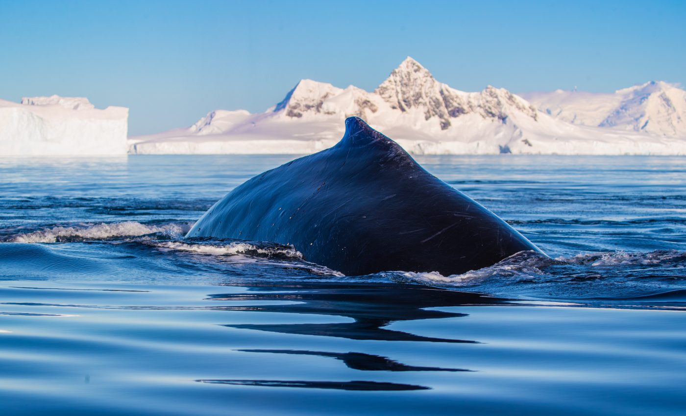 Blue whales are making a comeback in South Georgia