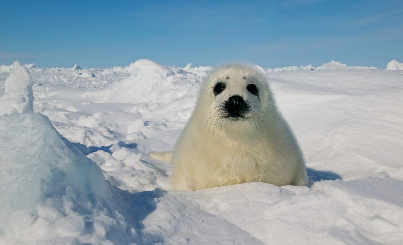 Animals in cold climates are facing a higher risk of disease outbreaks