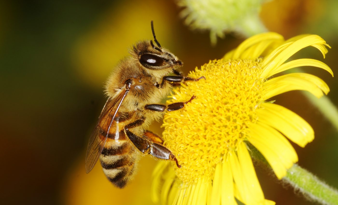 Scientists have created the first global map of bee diversity
