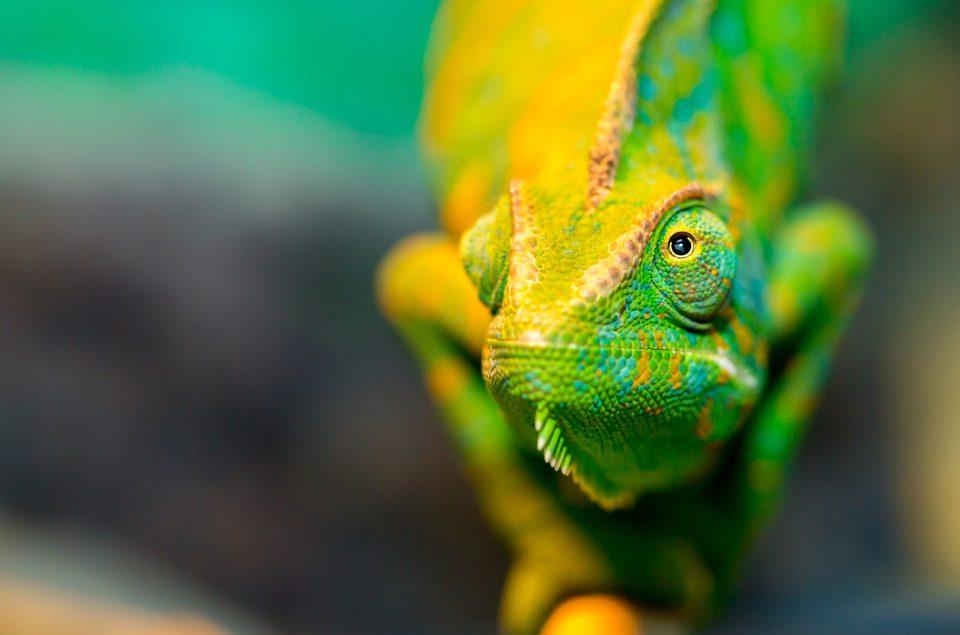 Are Chameleons Reptiles? Yes, Here's Why
