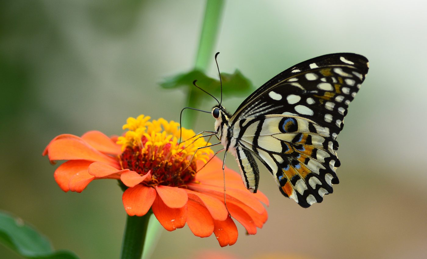 Plant and pollinator connections become stronger after wildfires