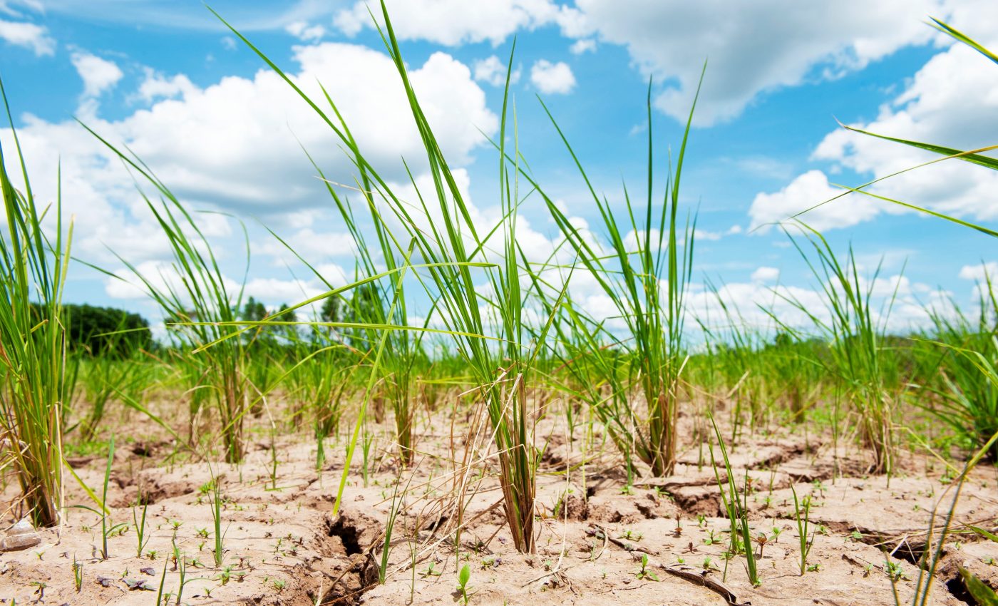 Less vegetation is appearing in countries that need it most
