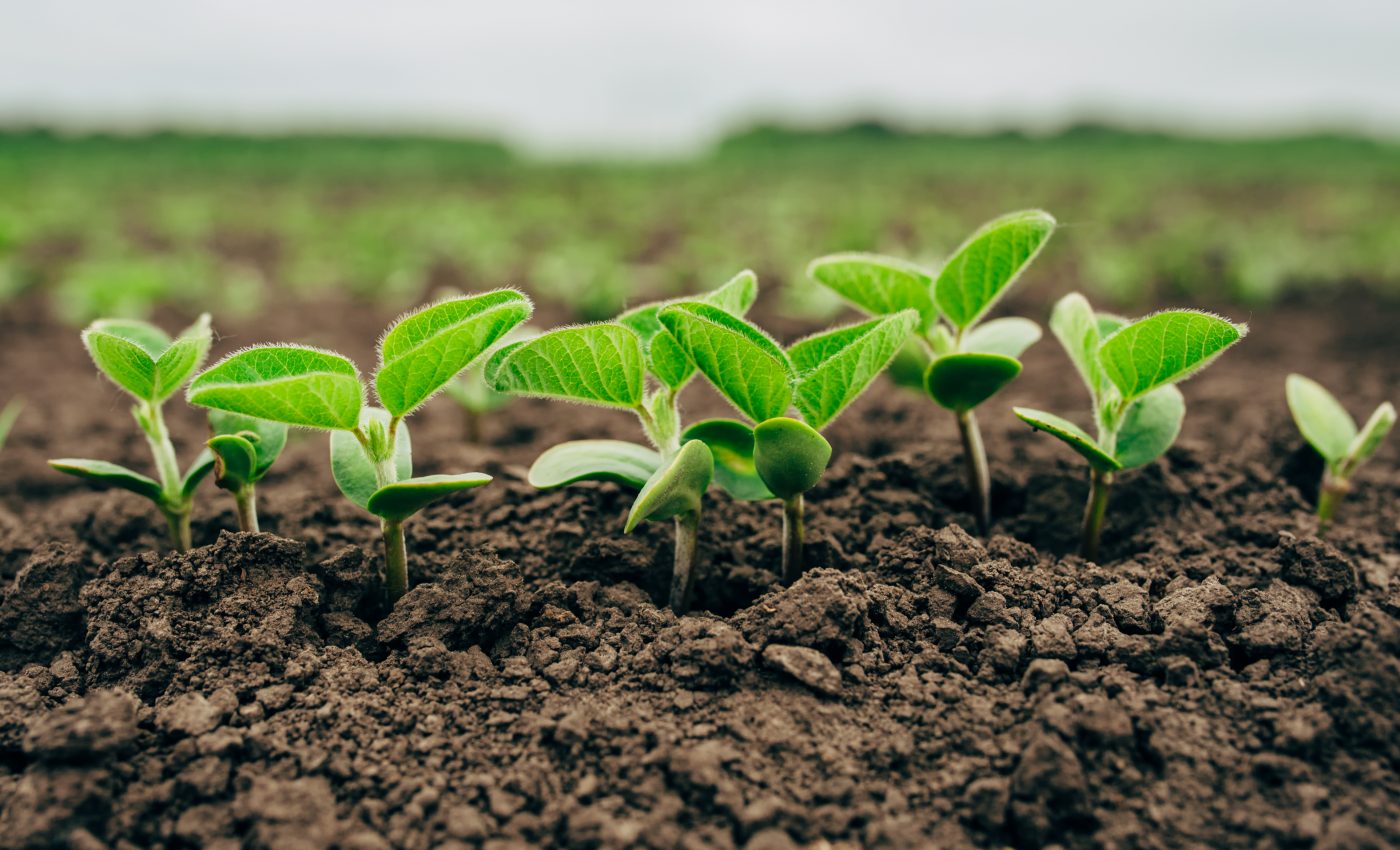 Bacteria can unlock phosphorus in the soil to help plants grow