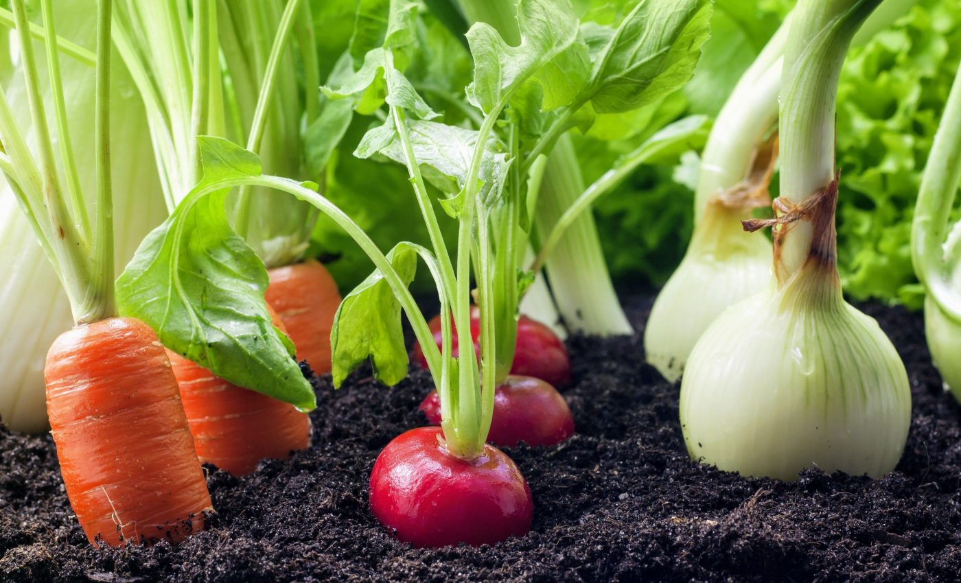 Plants invest more in their roots when competitors live nearby