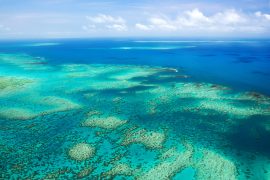 Tracking down the genes that have helped the Great Barrier Reef survive