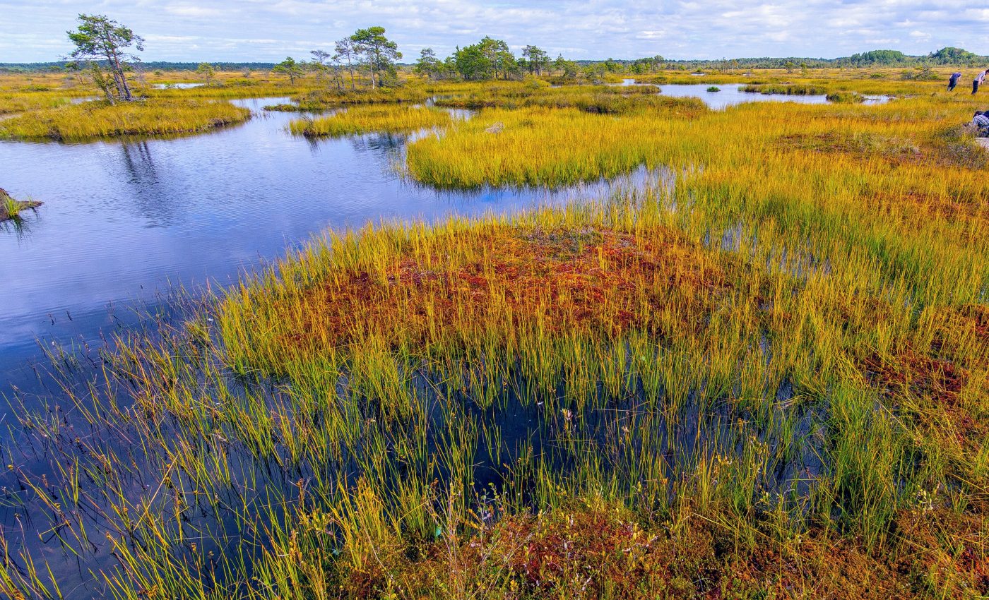 Peatlands could release more than 100 billion tons of carbon this century