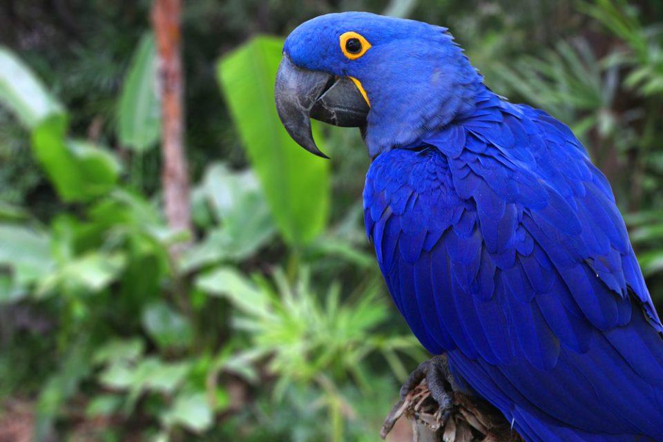 Is the Blue Macaw Extinct? Not Yet!