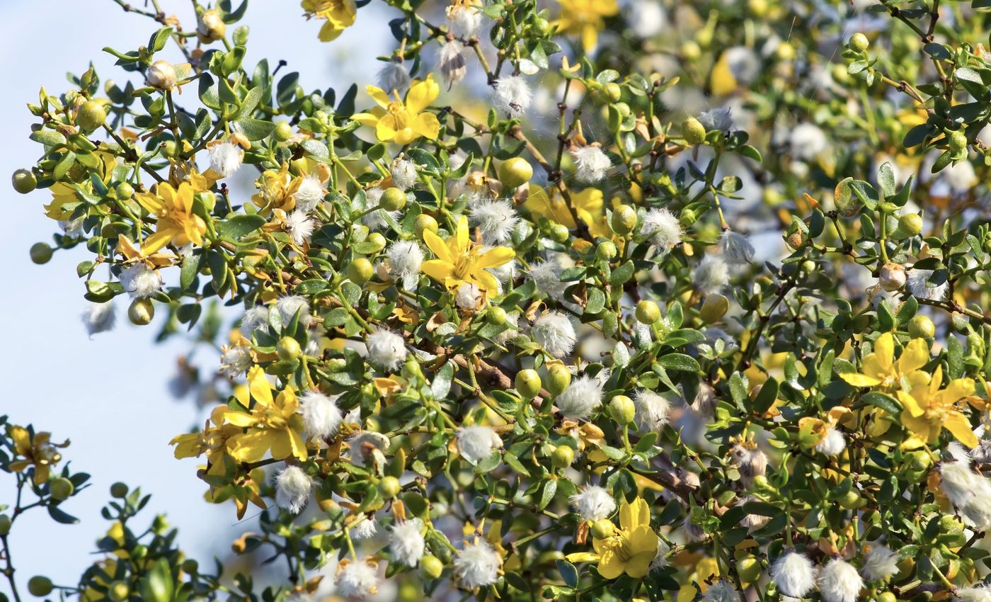 Computer algorithms reveal new details about creosote bushes