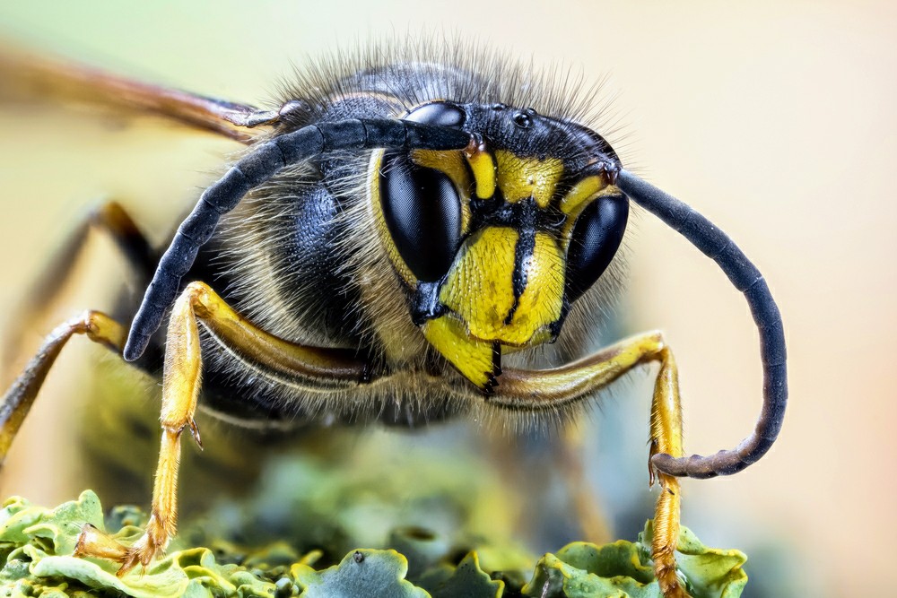 Honey bees use a contagious warning signal to scare off hornets
