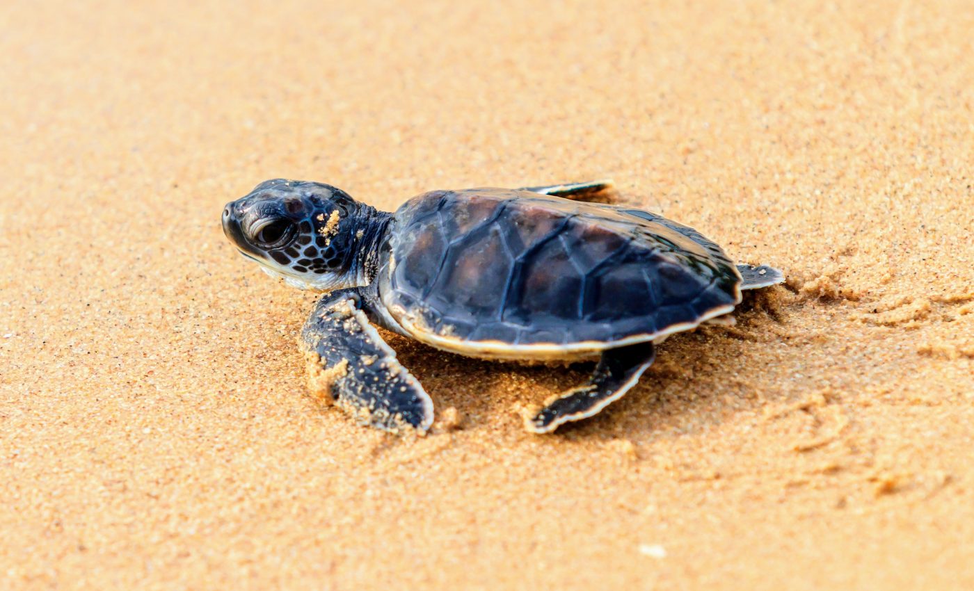 Scientists track endangered green turtles in Western Australia