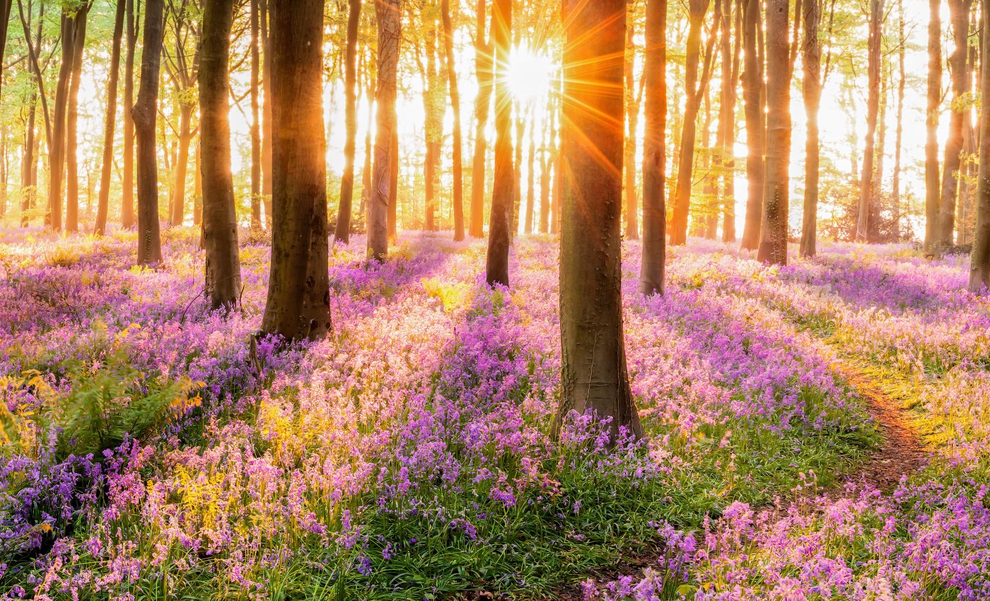 Nature conservation must become more dynamic