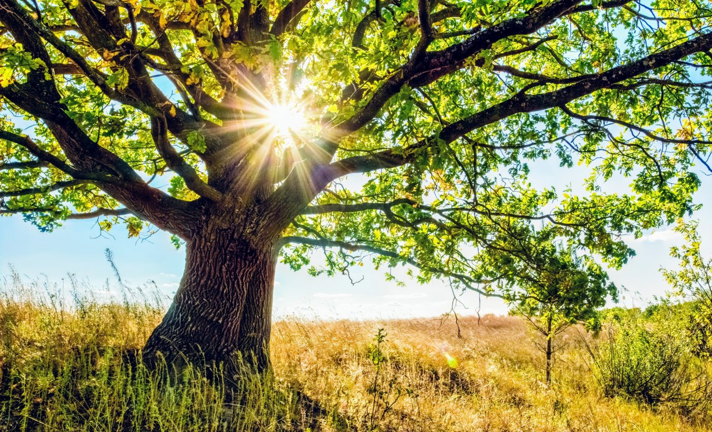 One-third of oak tree species are threatened with extinction