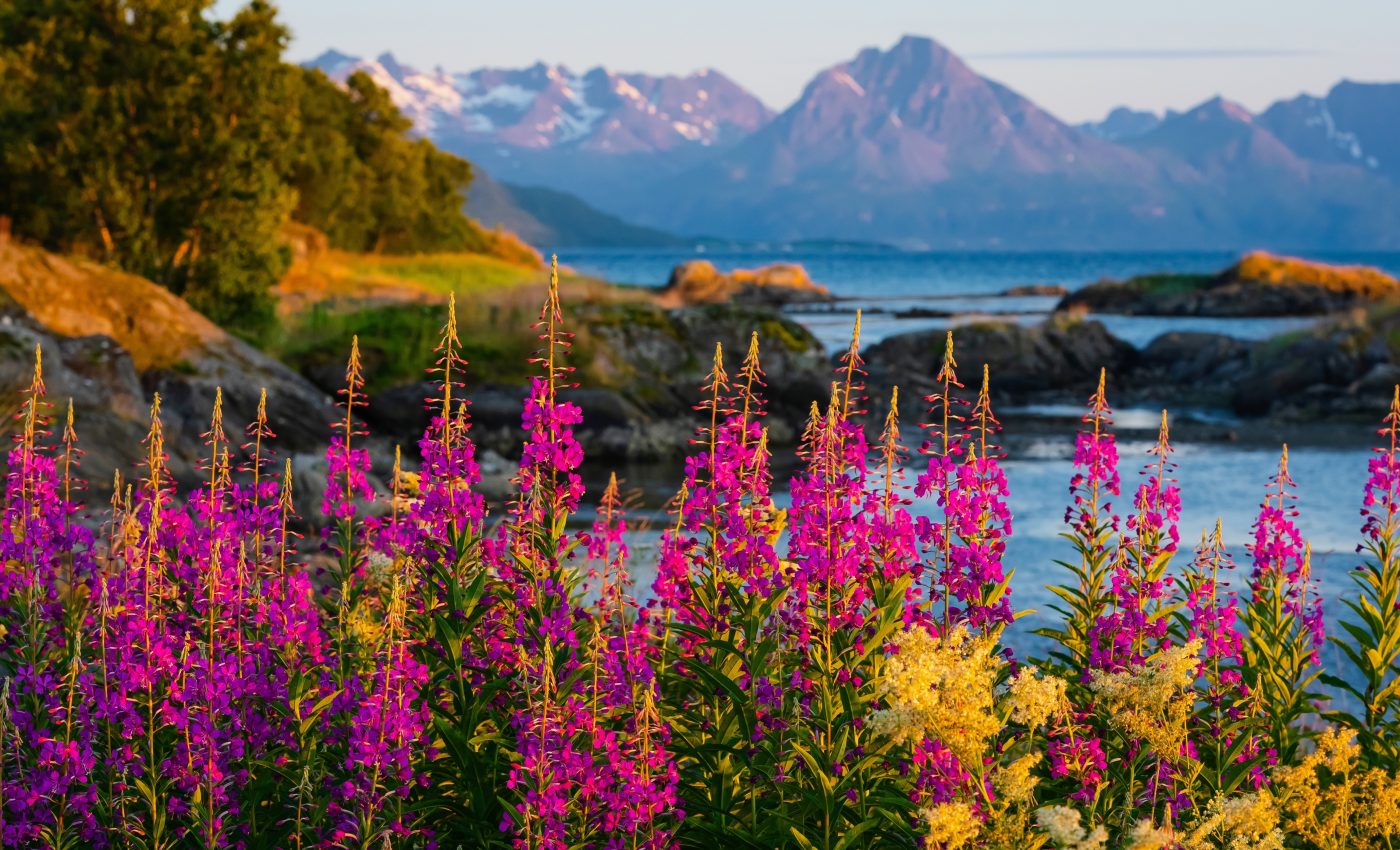 Plants and animals evolve faster in coldspots than in biodiversity hotspots