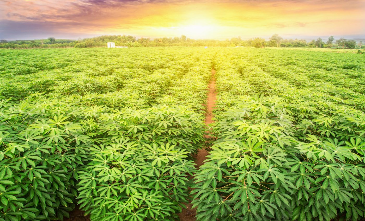 Cassava could help restore degraded land