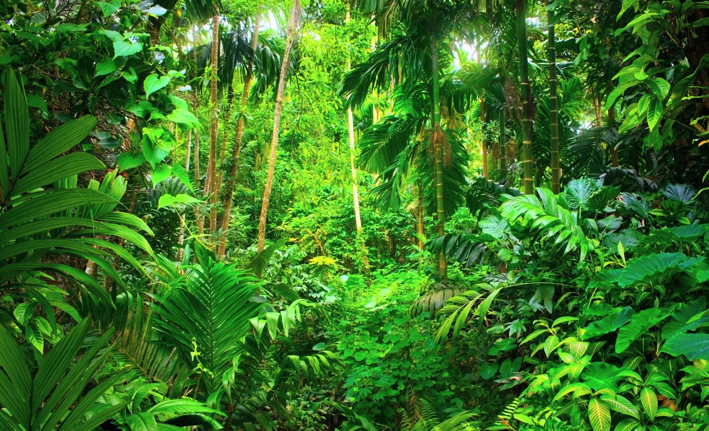 Tropical trees die younger in hot temperatures