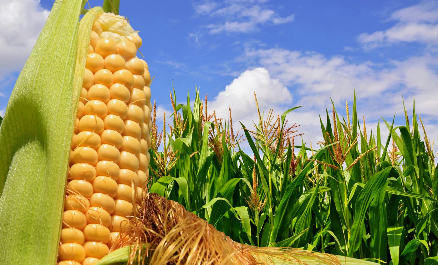 Scientists use genomic testing to trace the history of corn