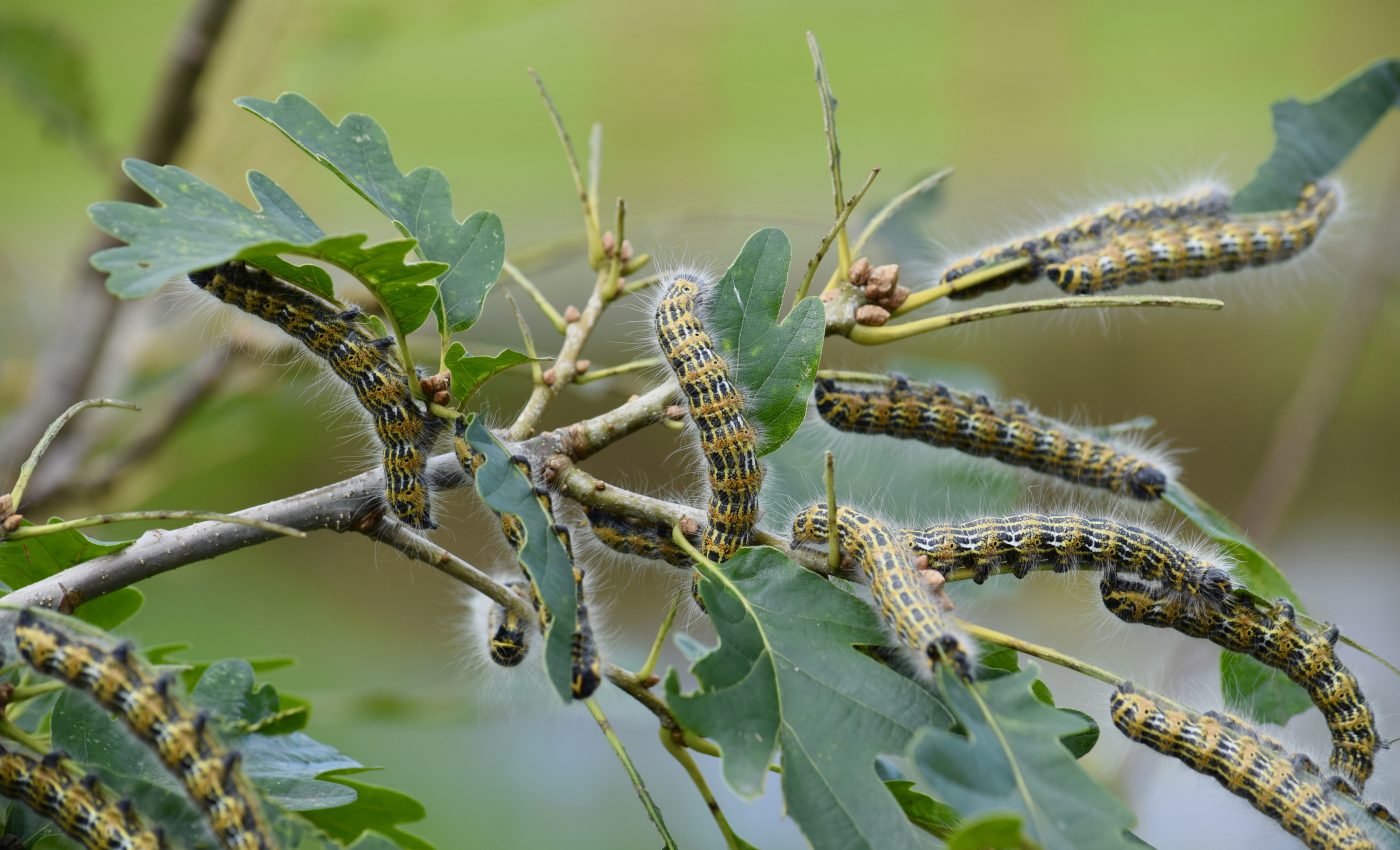 Powerhouse plants support insects and the entire food chain