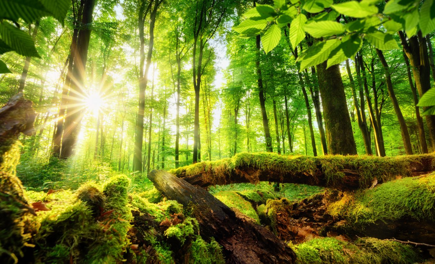 When the dinosaurs vanished, forests expanded and thrived