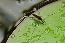 2020/12/water-striders-4334058_1920.jpg