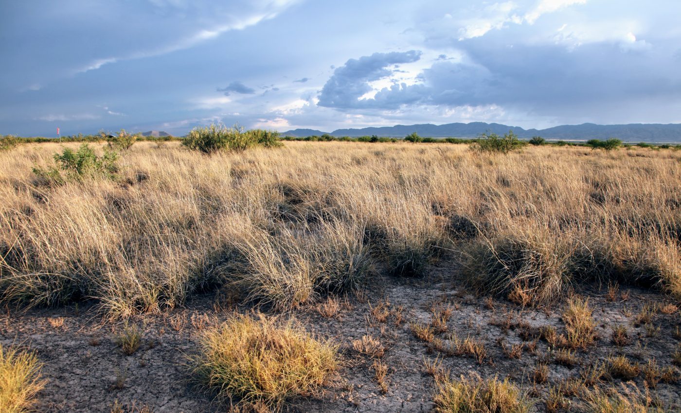 Hotter summers are transforming endangered bunchgrass prairies