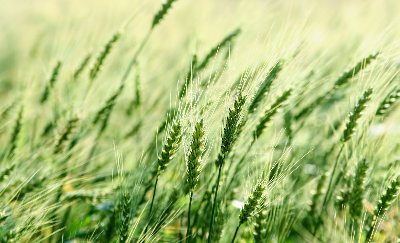 Bacteria work better together to improve crops