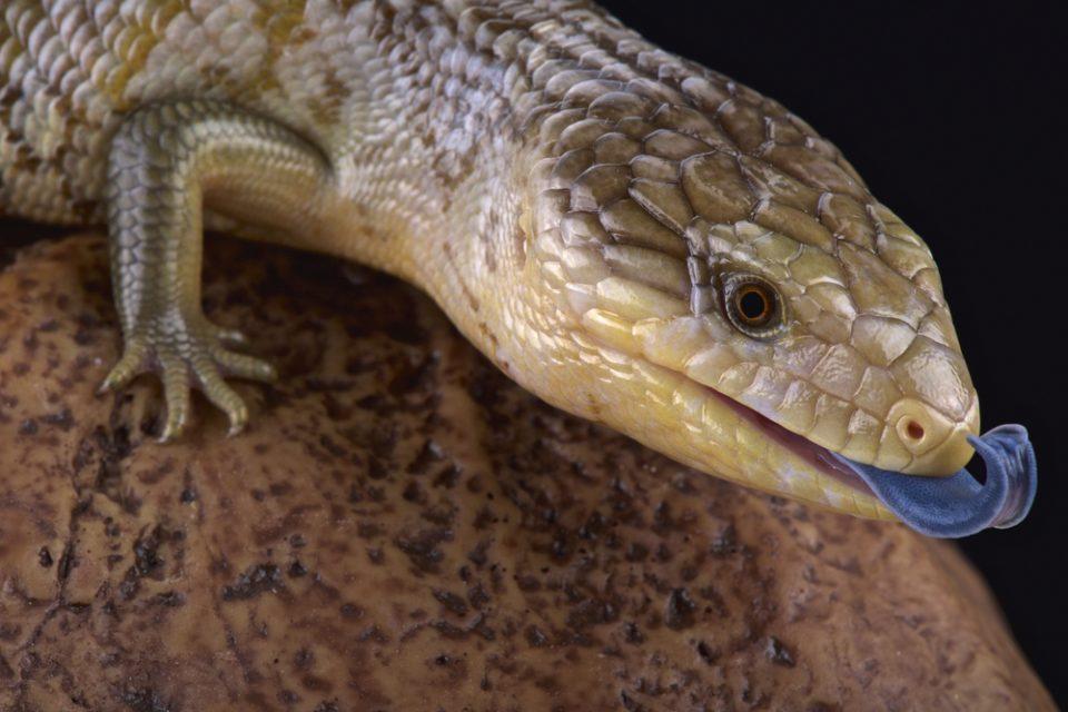 Blue-Tongued Skinks: Low Maintenance Pets