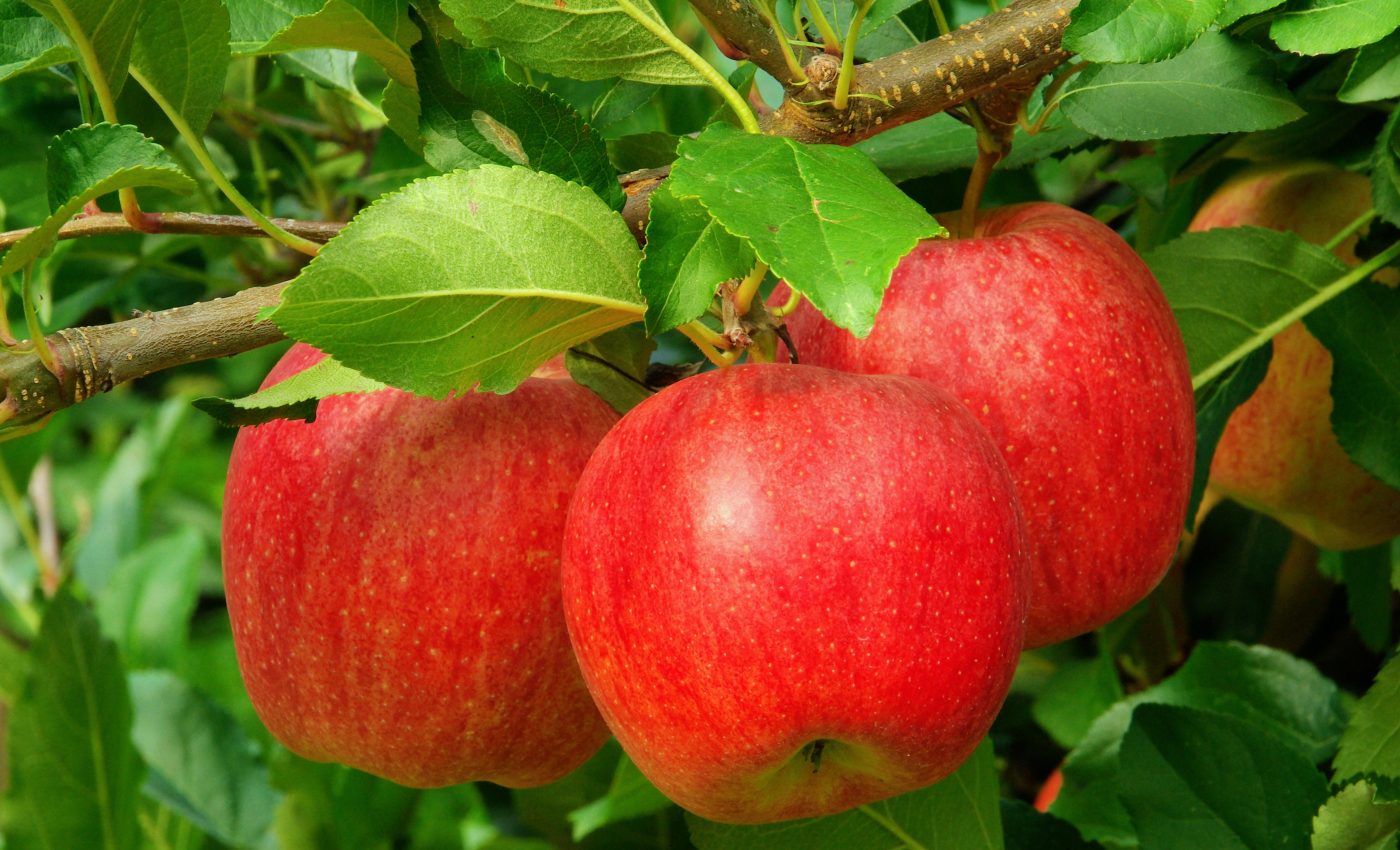 How do plants develop resistance to potentially deadly pathogens?