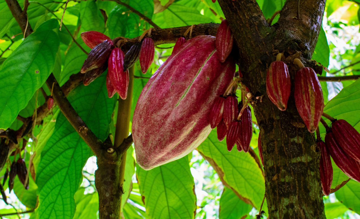 Scientists identify a compound that protects cacao trees from disease