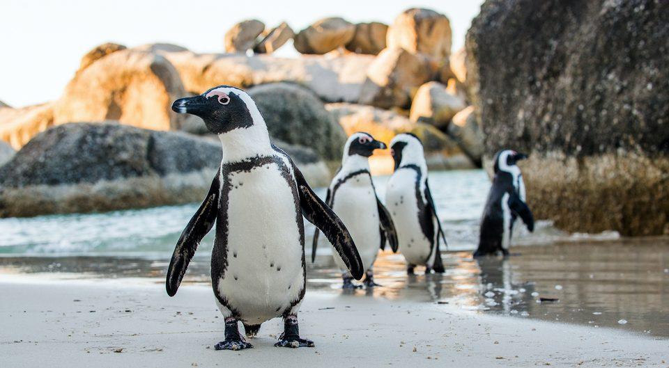 What Is the African Penguin? Why Is it Endangered?
