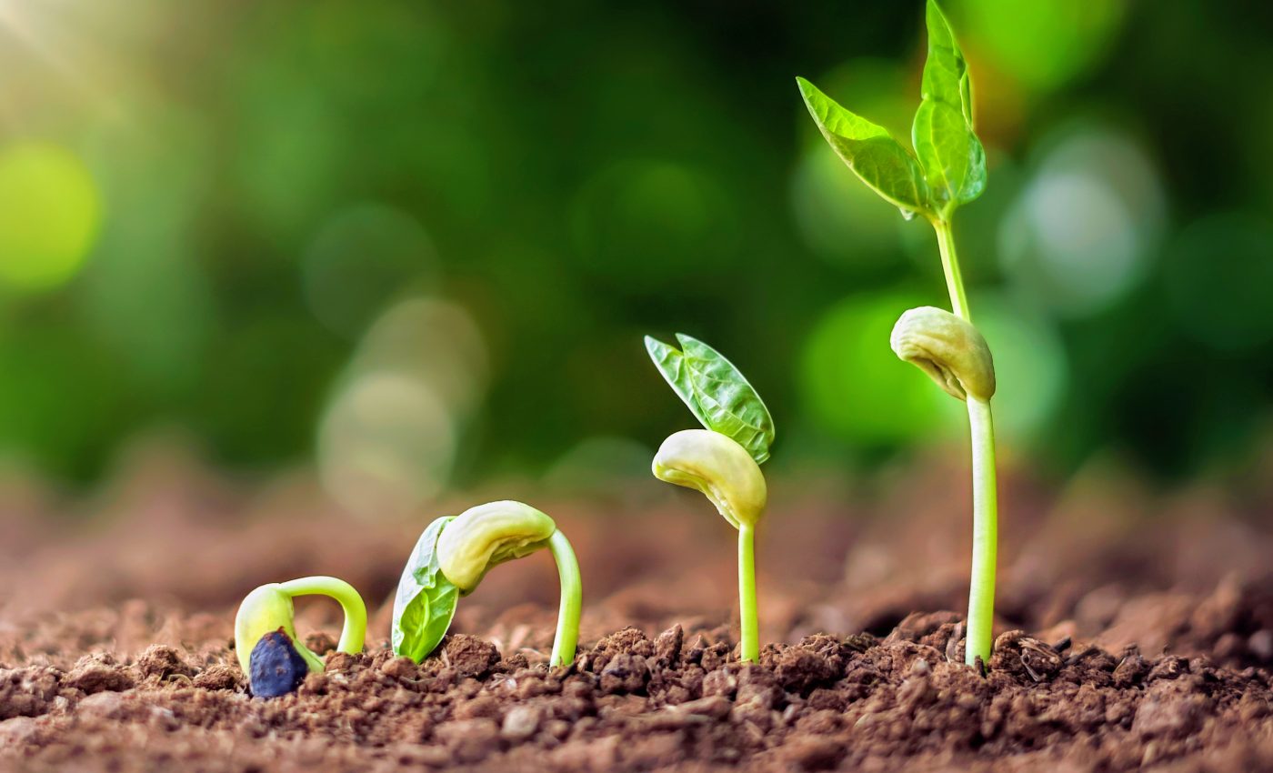 Plants adjust roots to reach their preferred form of nitrogen