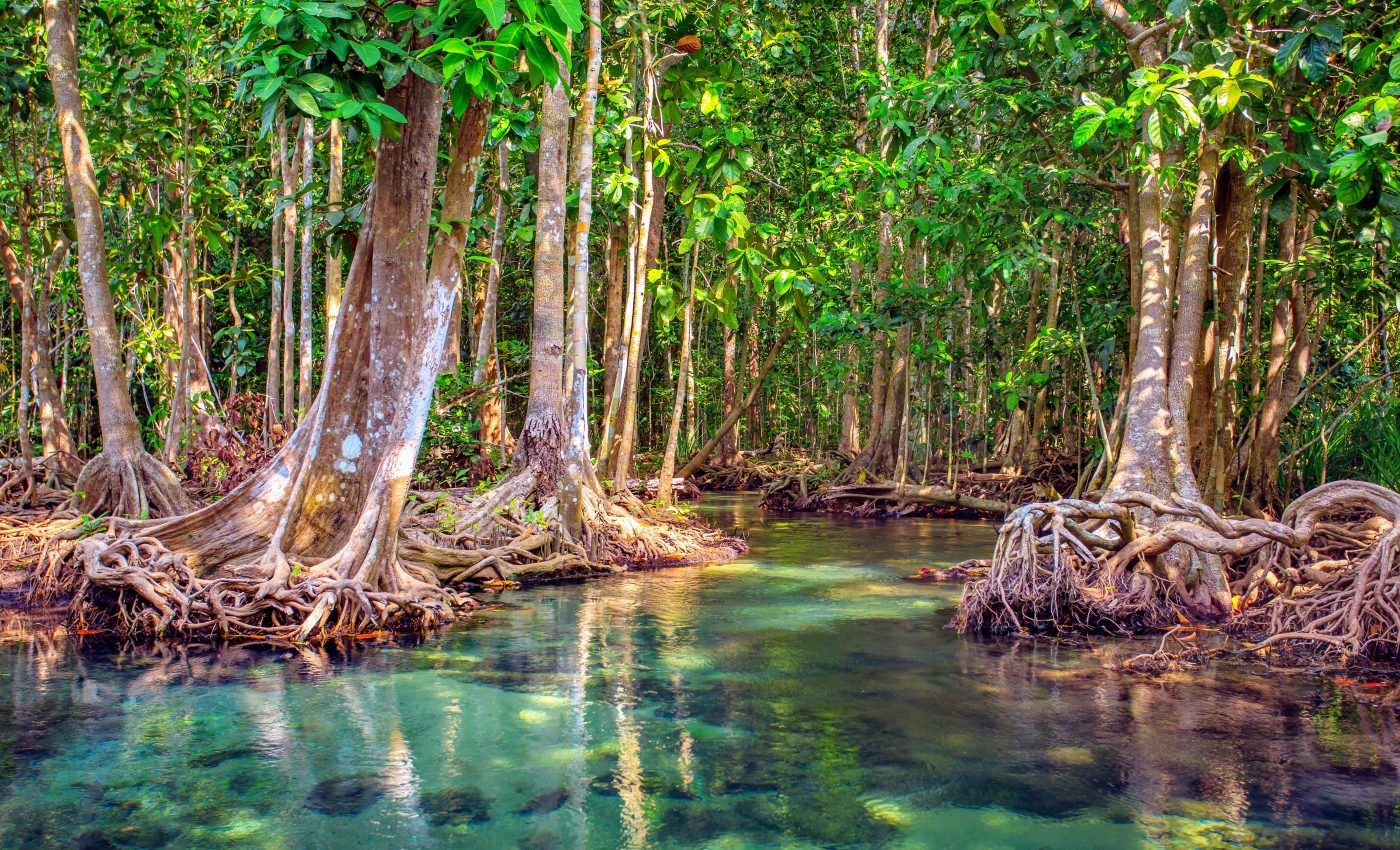 Mangrove forests in Oman were wiped out by climate change