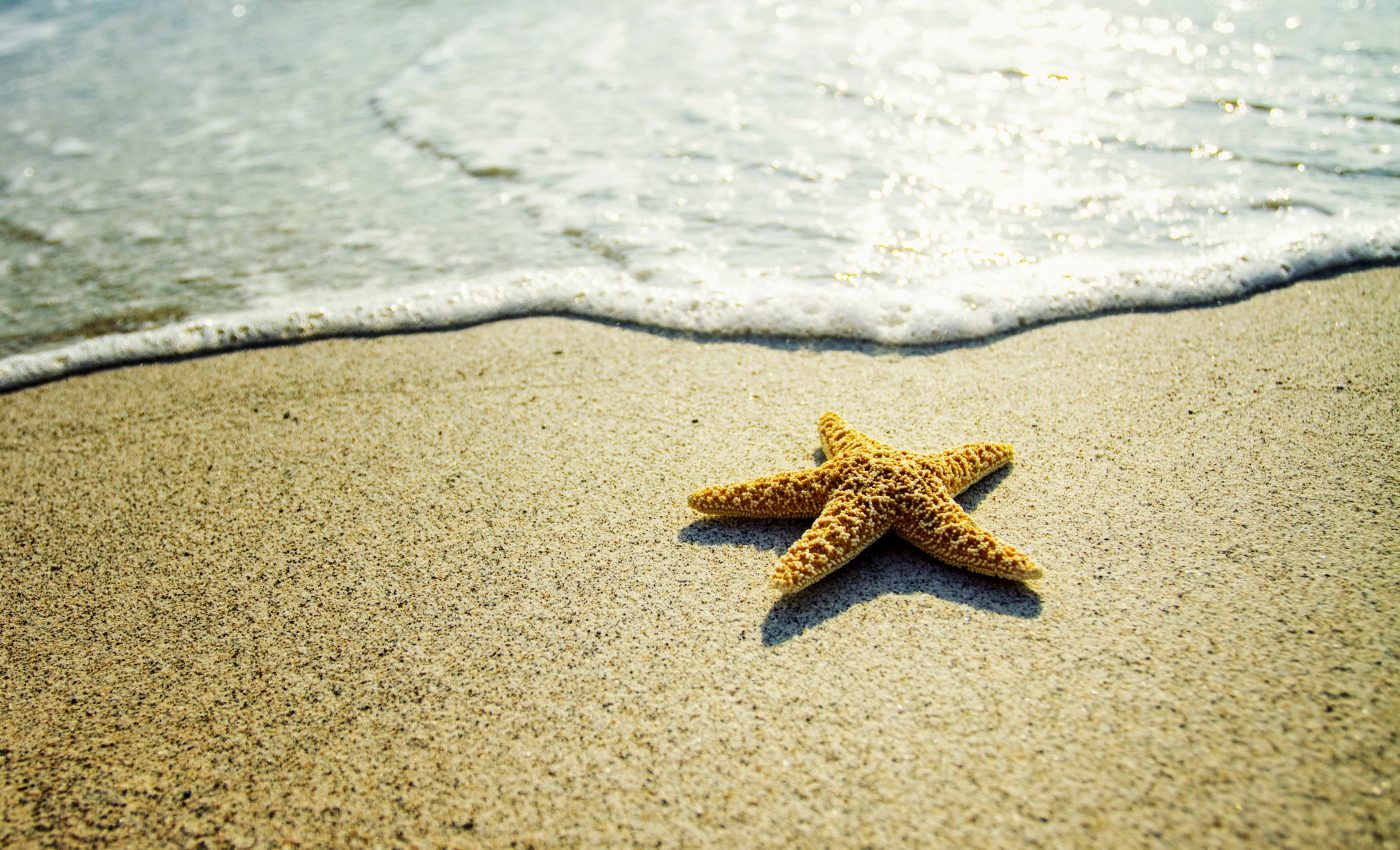 Sea stars are drowning in their own environment