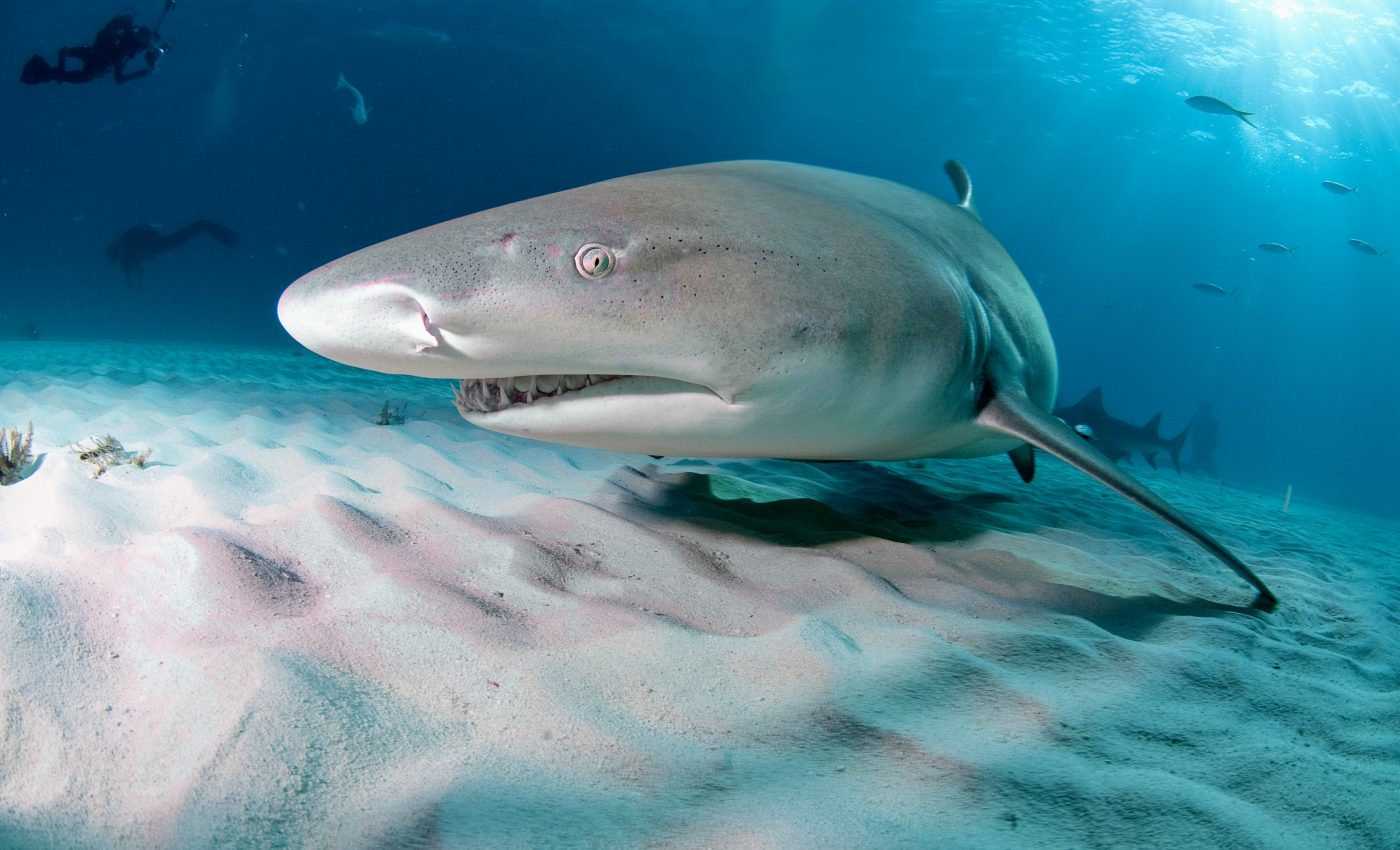 Oceans are already too warm for baby sharks
