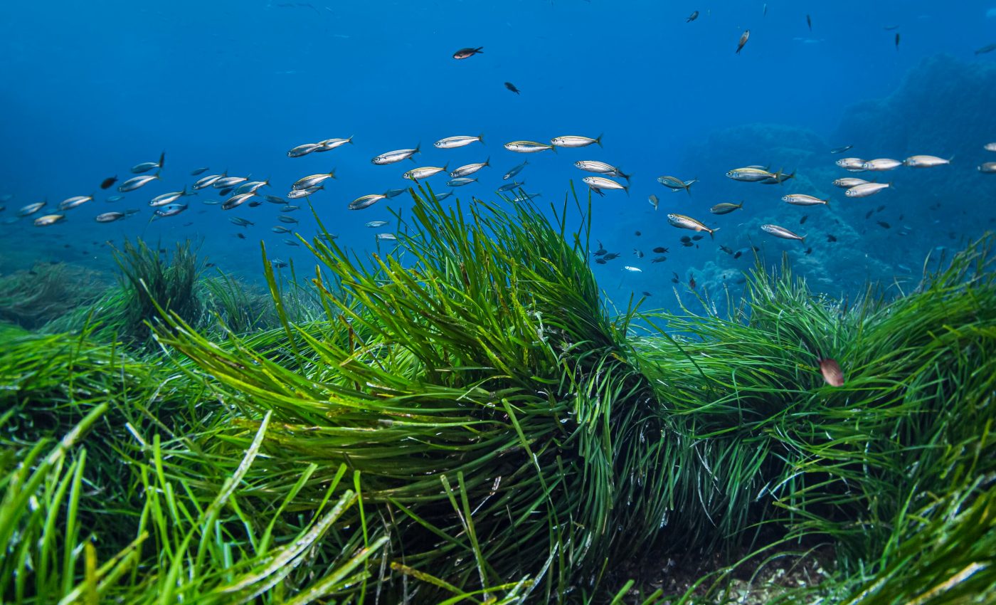 Seagrass meadows remove plastic debris from the ocean