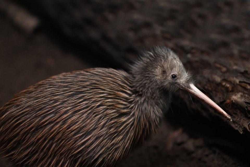 Save the Baby Kiwi Birds! New Zealand Fights to Bring an Icon Back from Extinction