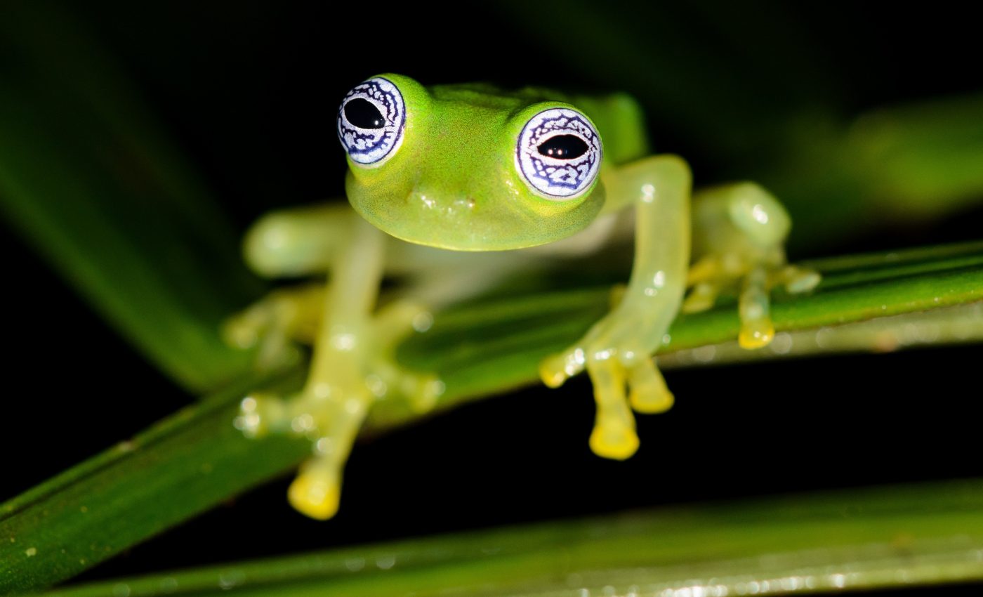 Glass frogs wave their hands and feet to attract mates