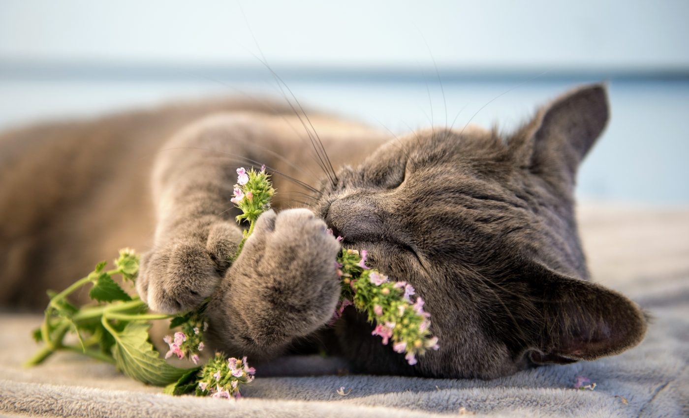 Catnip is not just intoxicating - cats use it to repel mosquitoes