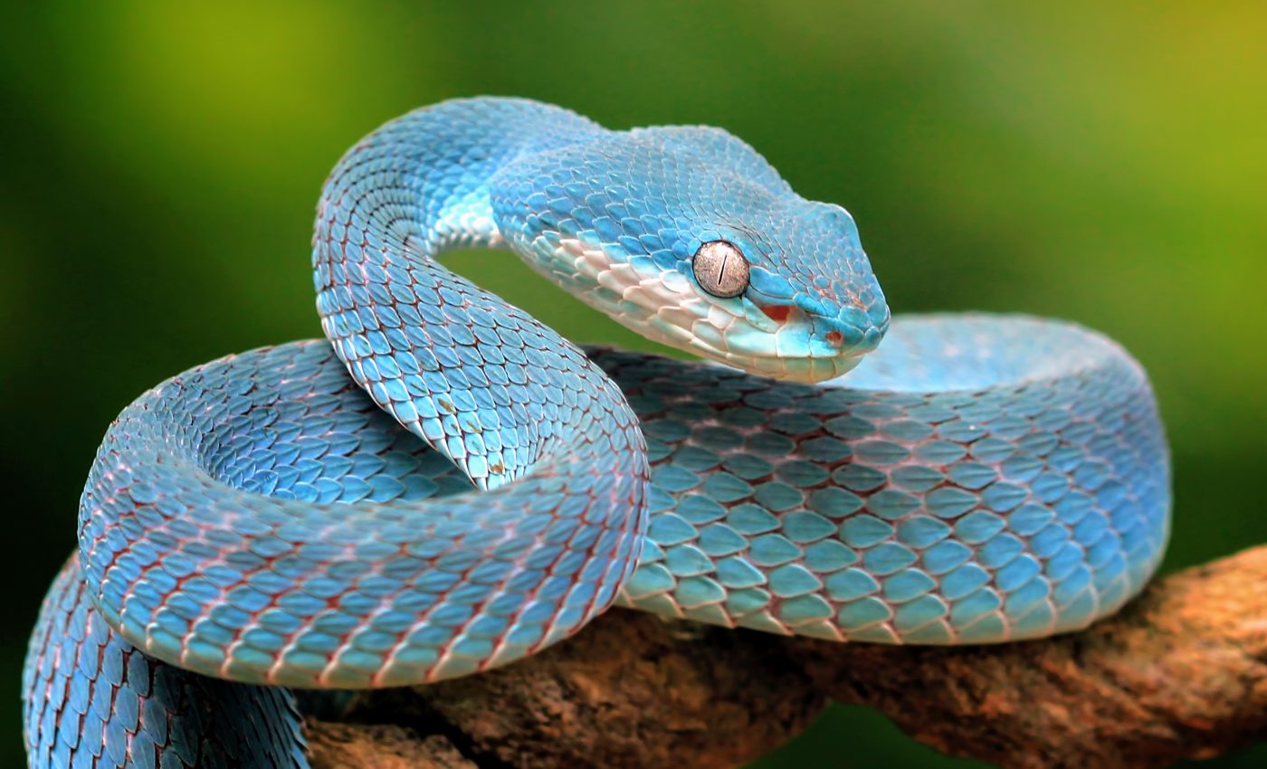 Snakes depend on their sex chromosomes for survival
