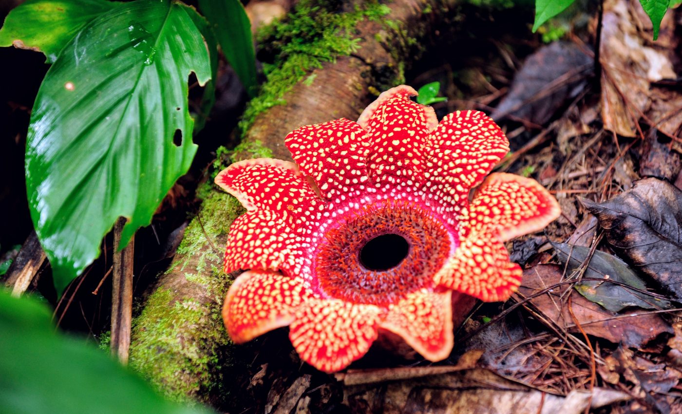 How parasitic plants survive with no body