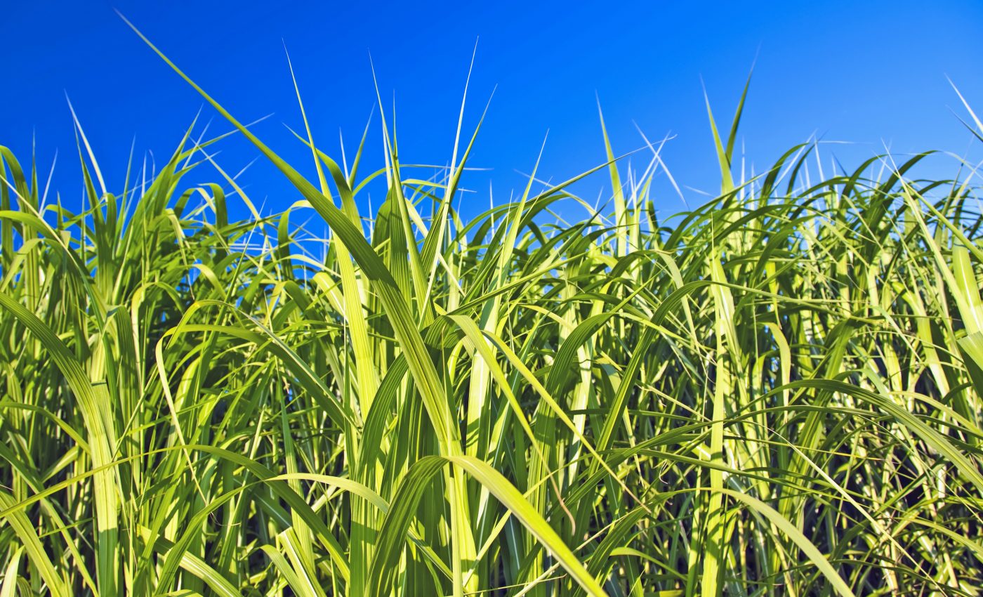 Switchgrass could be a major weapon in the fight against climate change