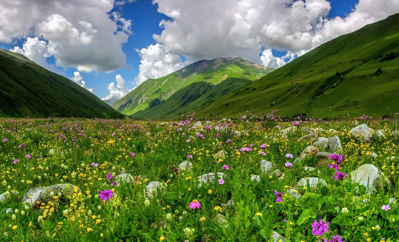Alpine plants are threatened by glacier retreat