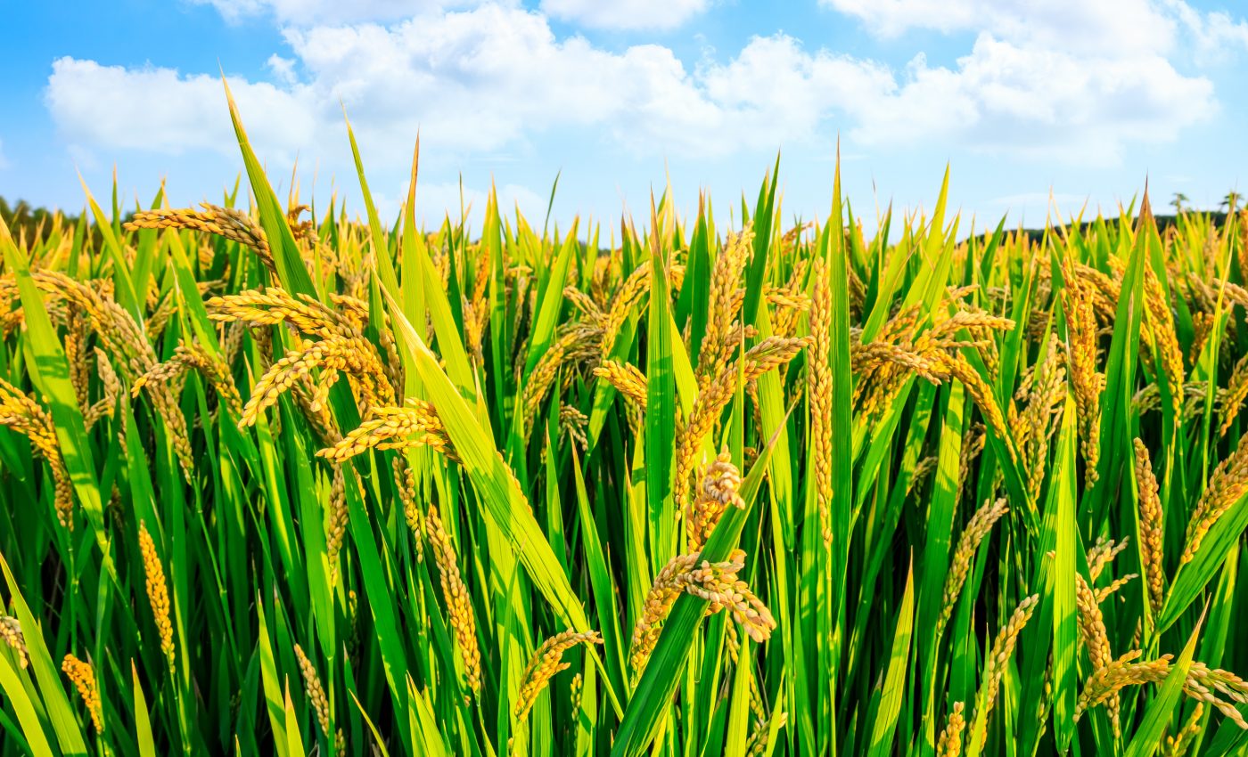 Trade restrictions by a few countries threaten food security